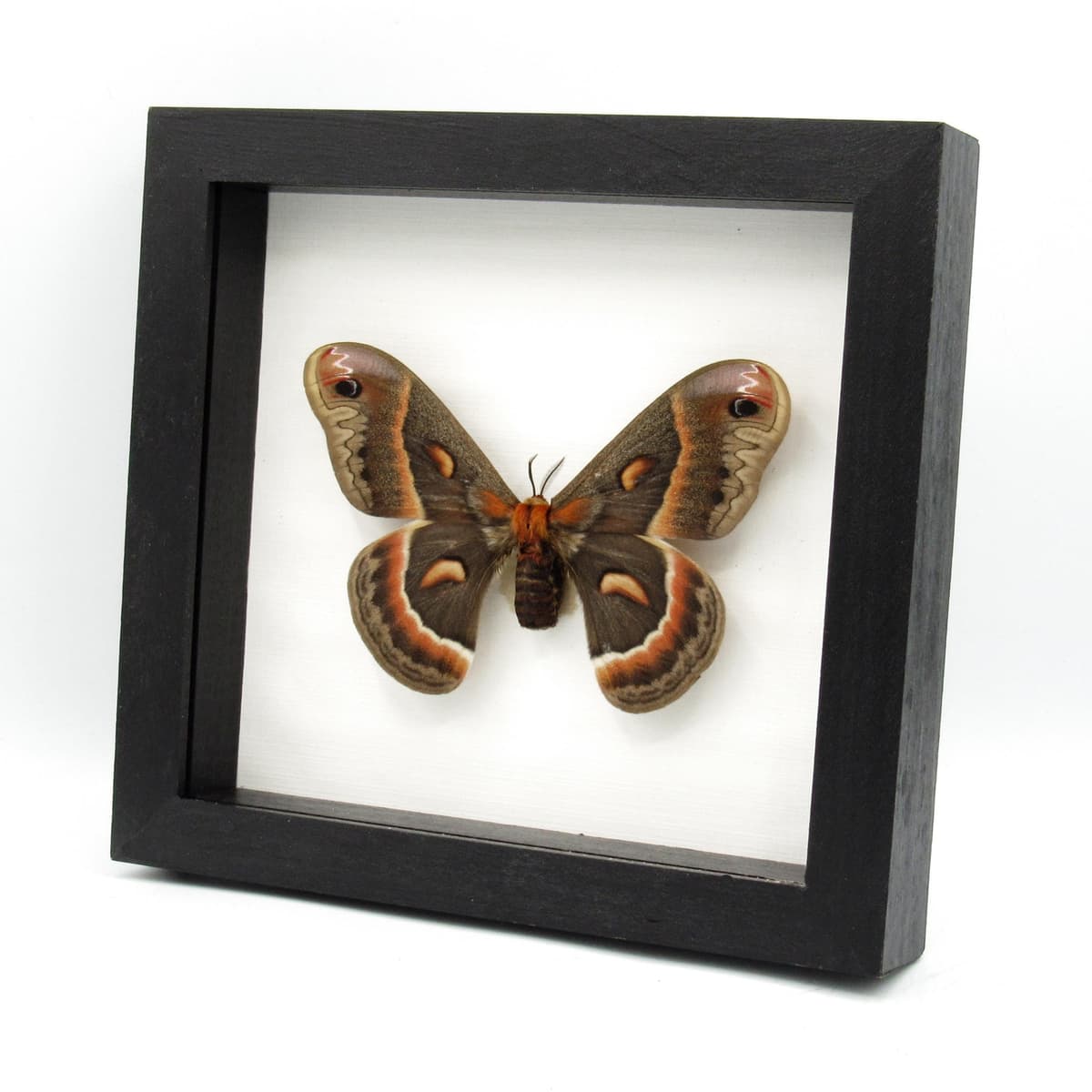 Real XL Cecropia moth framed taxidermy - Hyalophora cecropia - female