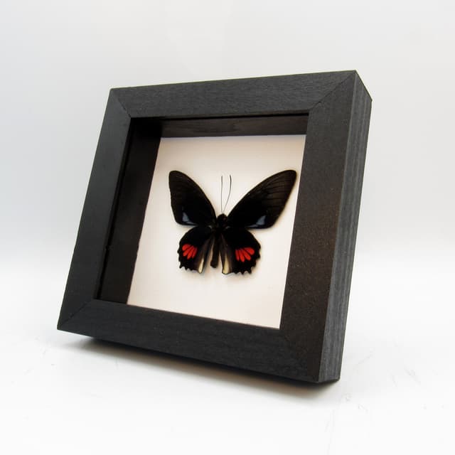 Real blue Cattleheart butterfly framed taxidermy - Parides lysander brissonius