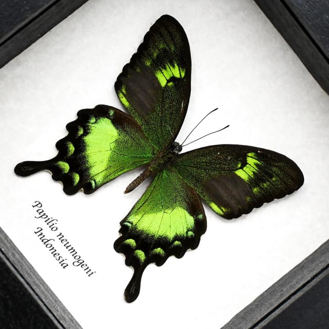 Rare green Swallowtail butterfly framed taxidermy - Papilio neumogeni