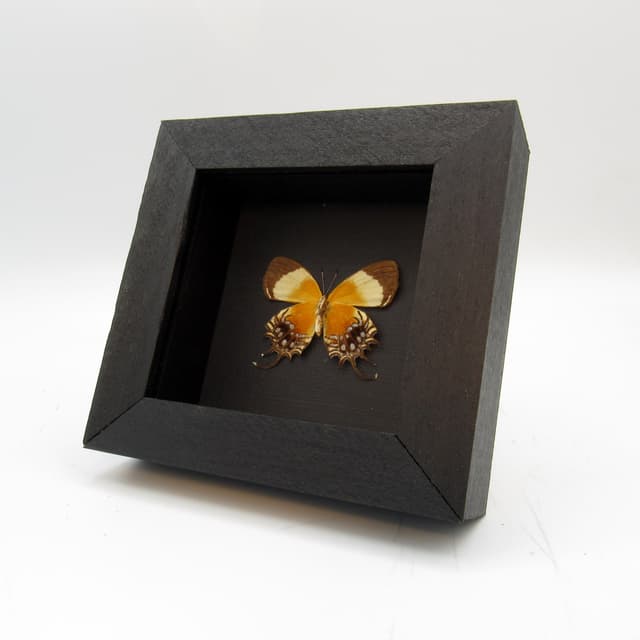 Rare Metalmark butterfly framed taxidermy - Helicopis gnidus