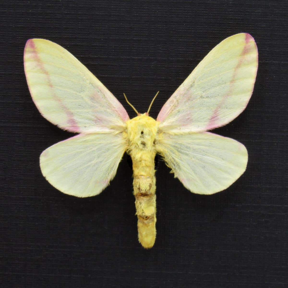 Real pink Rosy Maple moth framed taxidermy - Dryocampa rubicunda - large female