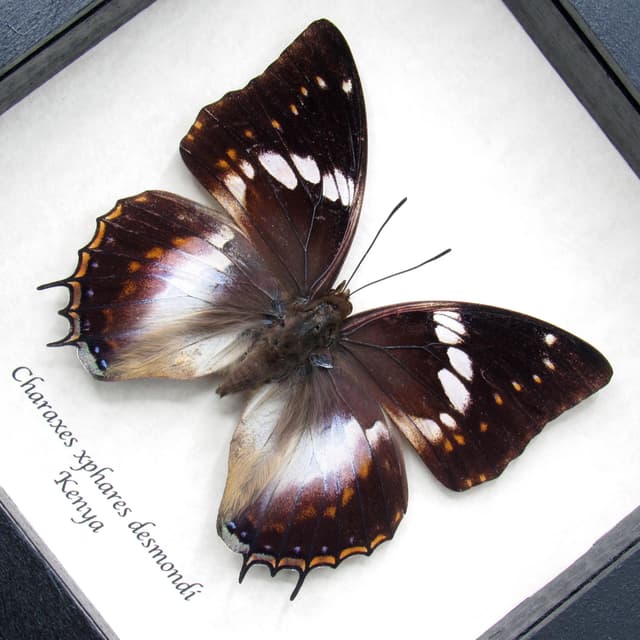 Real Forest King Charaxes butterfly framed taxidermy - Charaxes xiphares desmondi - large female