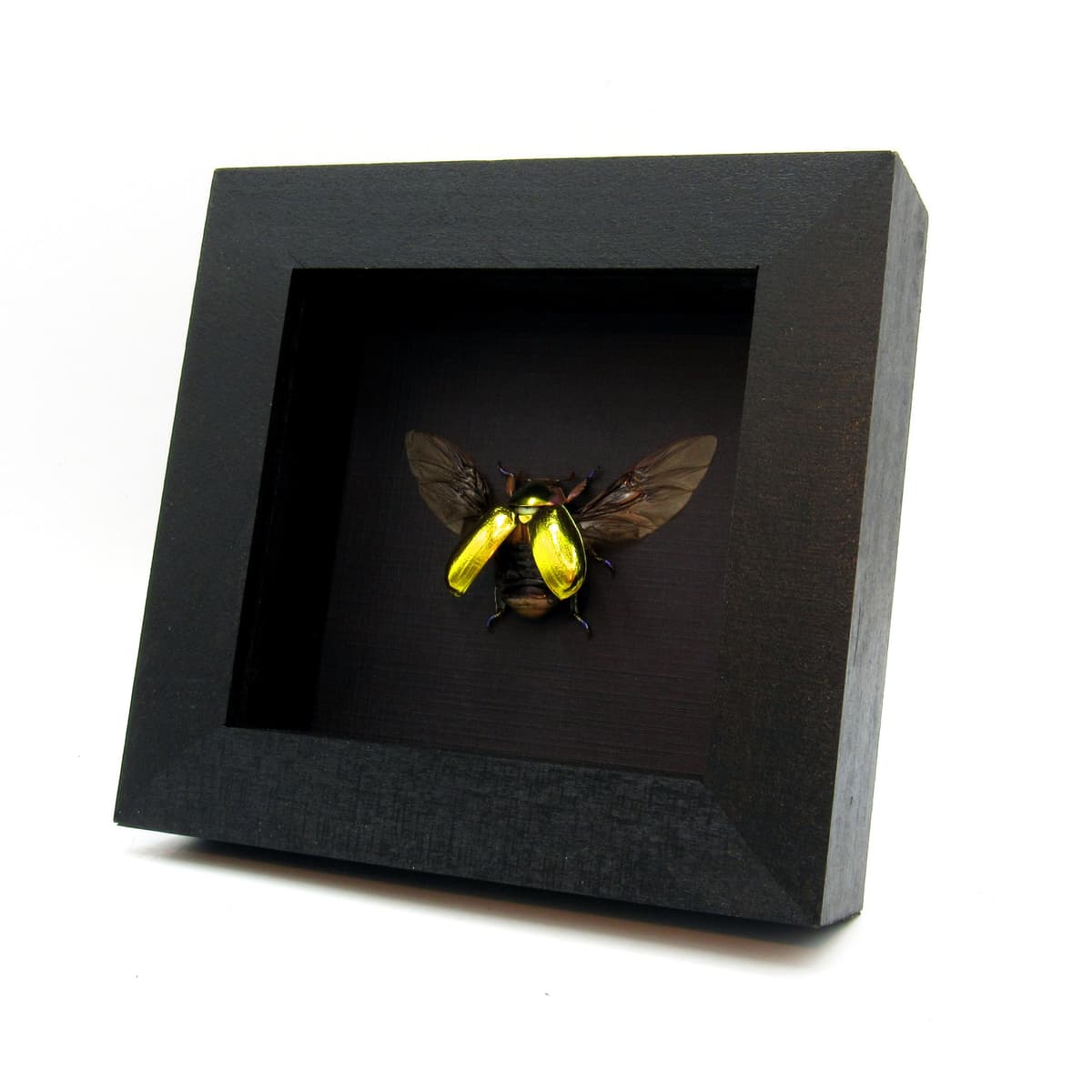Very rare gold Jewel beetle framed taxidermy - Chrysina aurigans