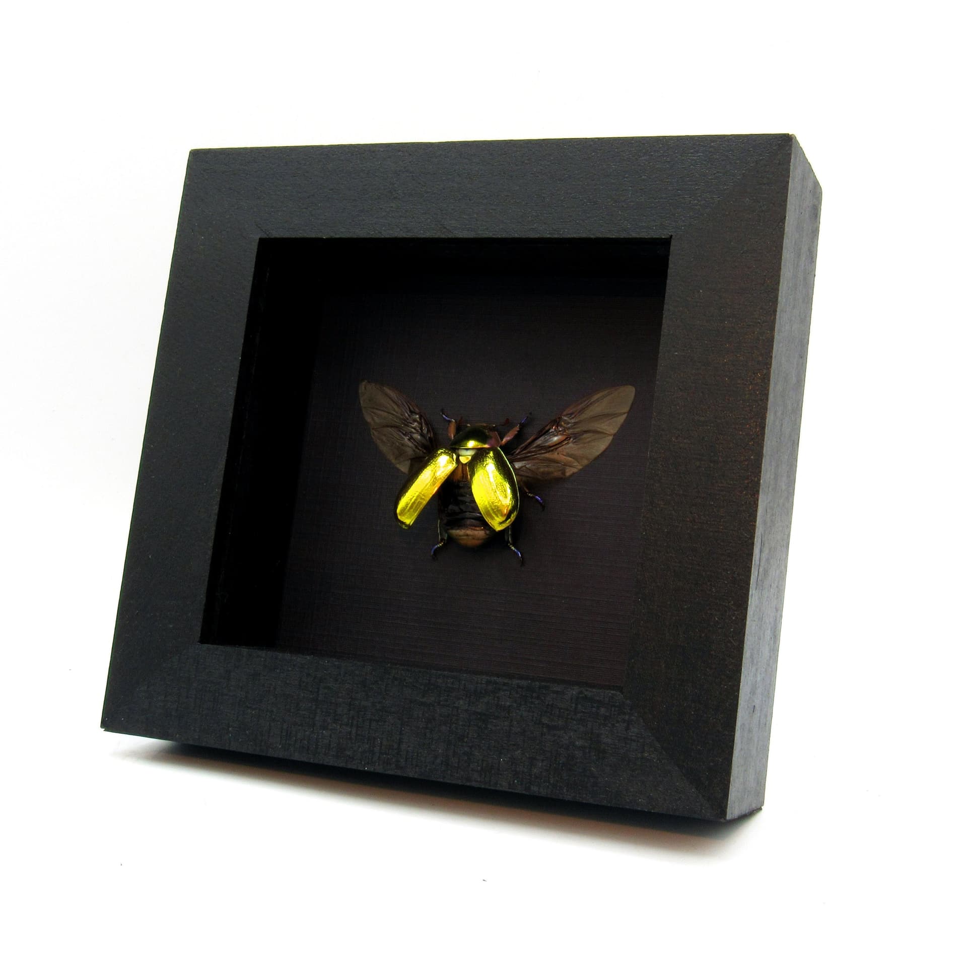 Very rare gold Jewel beetle framed taxidermy - Chrysina aurigans