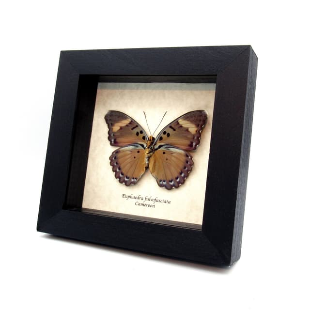 Real Forester butterfly framed taxidermy - Euphaedra fulvofasciata - large female