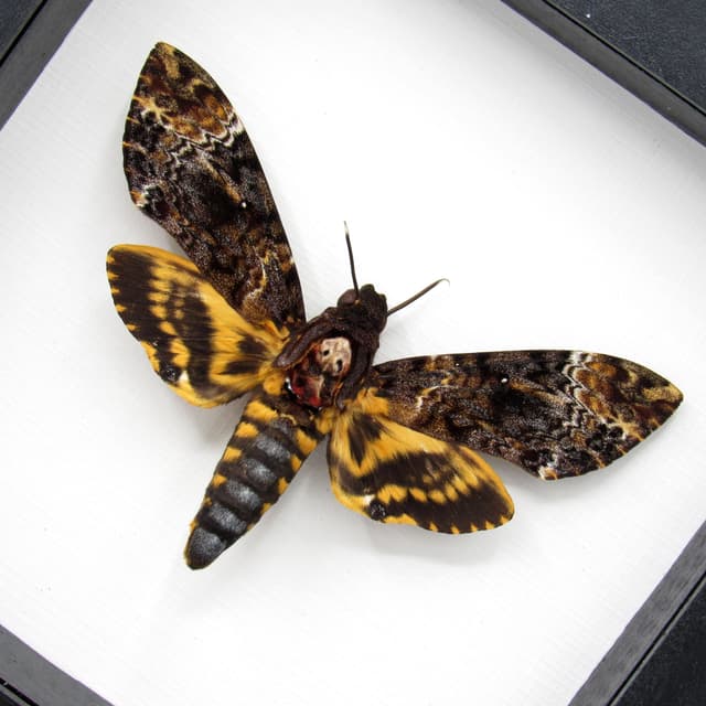 Real XL Deaths Head moth framed taxidermy - Acherontia lachesis - female