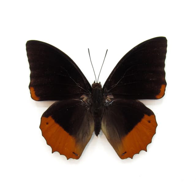Real Flame Bordered Emperor butterfly framed taxidermy - Charaxes protoclea