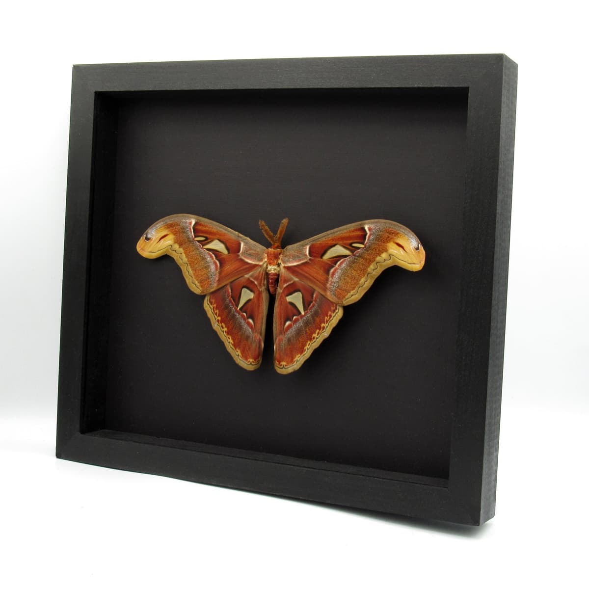 XL framed Atlas moth framed taxidermy - Attacus atlas - Victorian mount - 8.8" wingspan