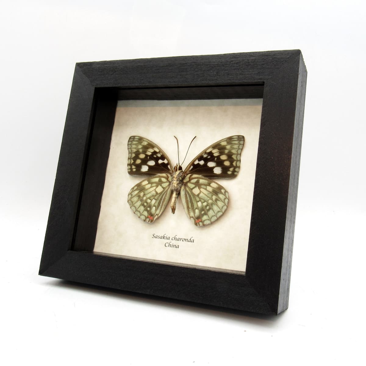 Real Japanese Emperor butterfly framed taxidermy - Sasakia charonda