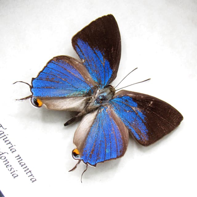Real Felders Royal blue butterfly framed taxidermy - Tajuria mantra