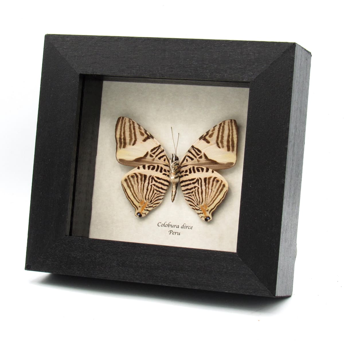 Real Zebra Mosaic butterfly framed taxidermy - Colobura dirce