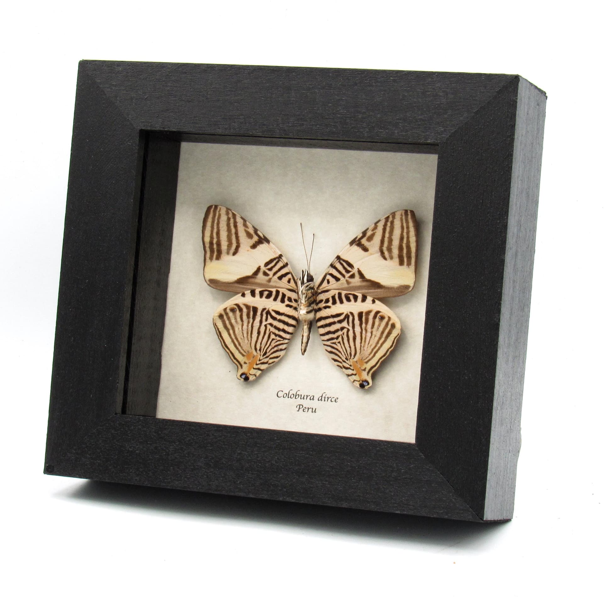 Real Zebra Mosaic butterfly framed taxidermy - Colobura dirce