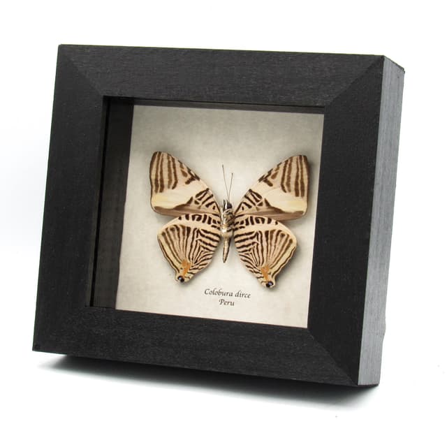 Real Zebra Mosaic butterfly framed taxidermy - Colobura dirce