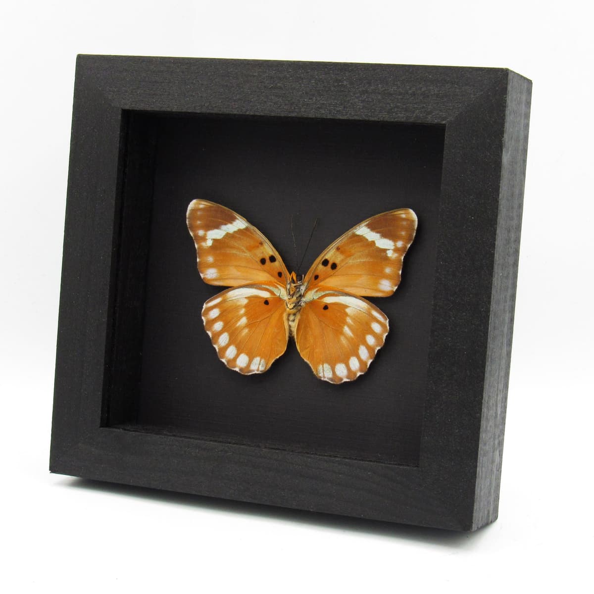Rare Iridescent Bronze Forester butterfly framed specimen - Euphaedra themis niveovittata - large female