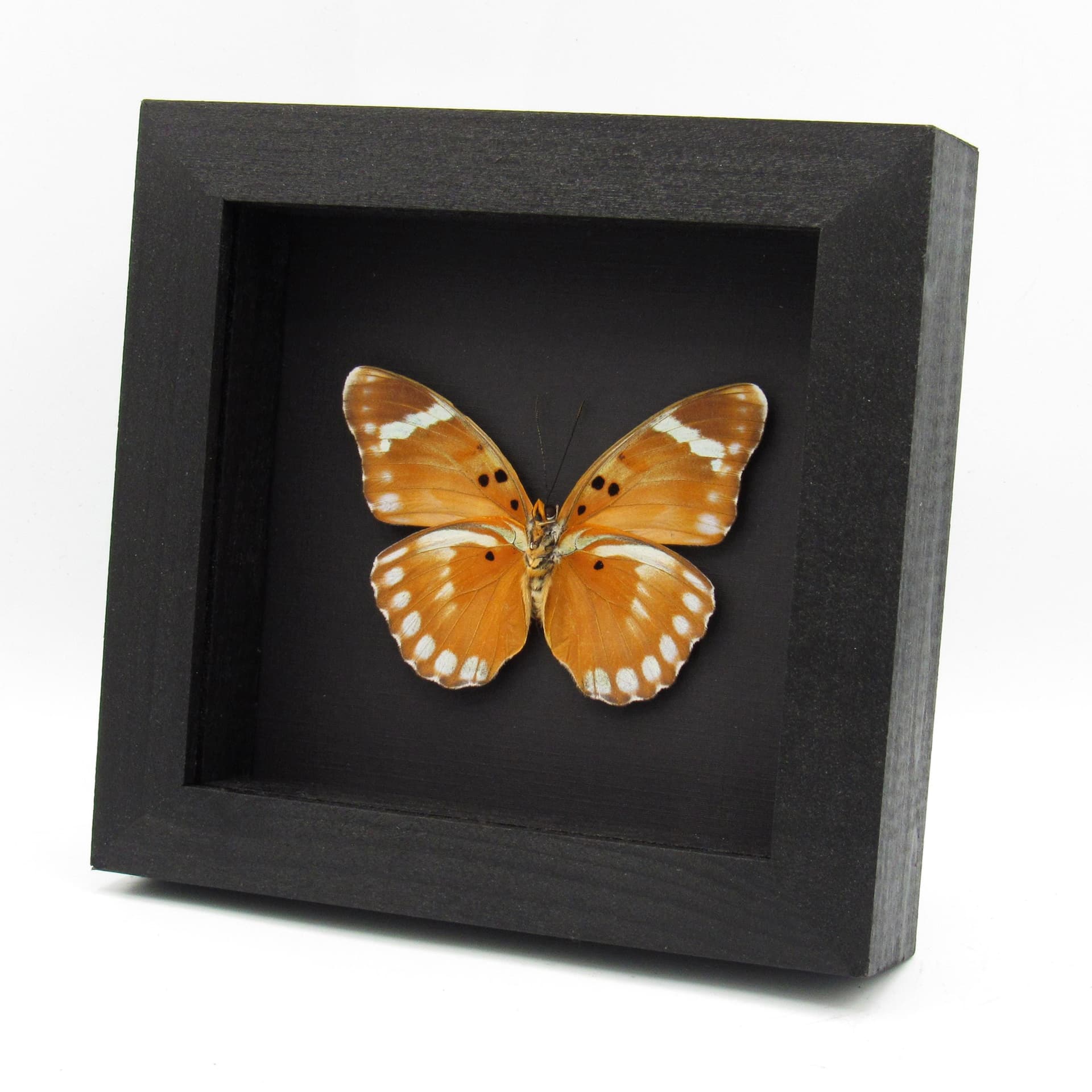 Rare Iridescent Bronze Forester butterfly framed specimen - Euphaedra themis niveovittata - large female