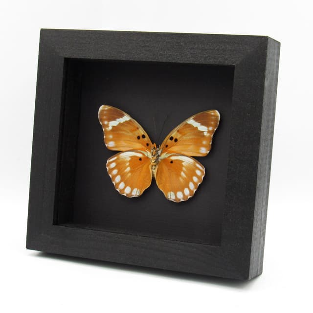 Rare Iridescent Bronze Forester butterfly framed specimen - Euphaedra themis niveovittata - large female