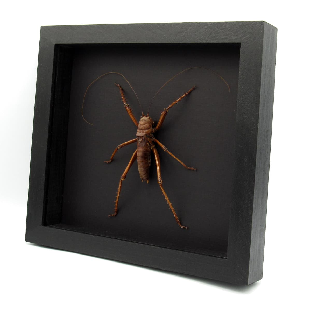 Real Giant Lobster Cricket framed taxidermy - Panoploscelis Specularis