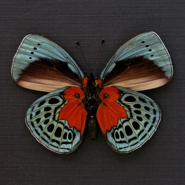 Real blood red butterfly framed taxidermy - Asterope optima