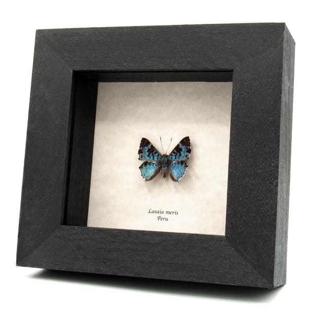Real blue Metalmark butterfly framed taxidermy - Lasaia meris