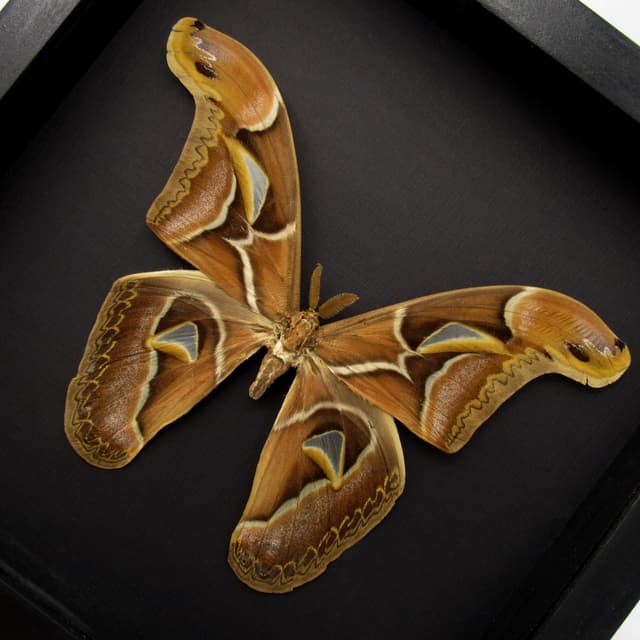 Real XL Saturn moth framed taxidermy - Archaeoattacus edwardsii - 7.5 inch wingspan - minor damage