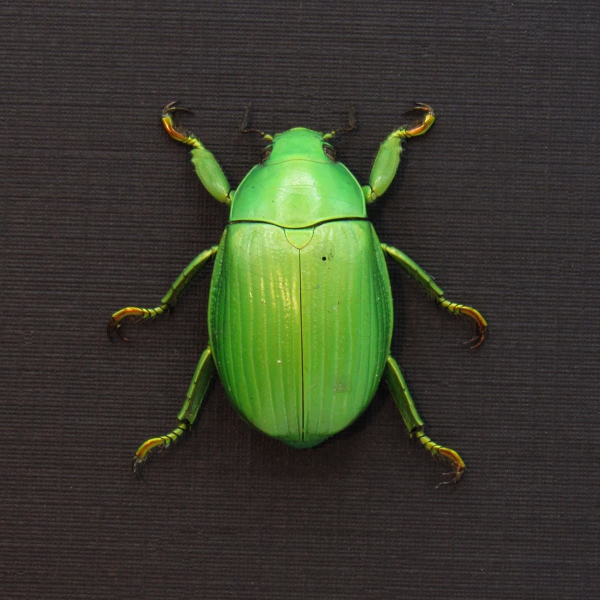 Real green Jewel Scarab beetle framed taxidermy - Chrysina alphabarrerai