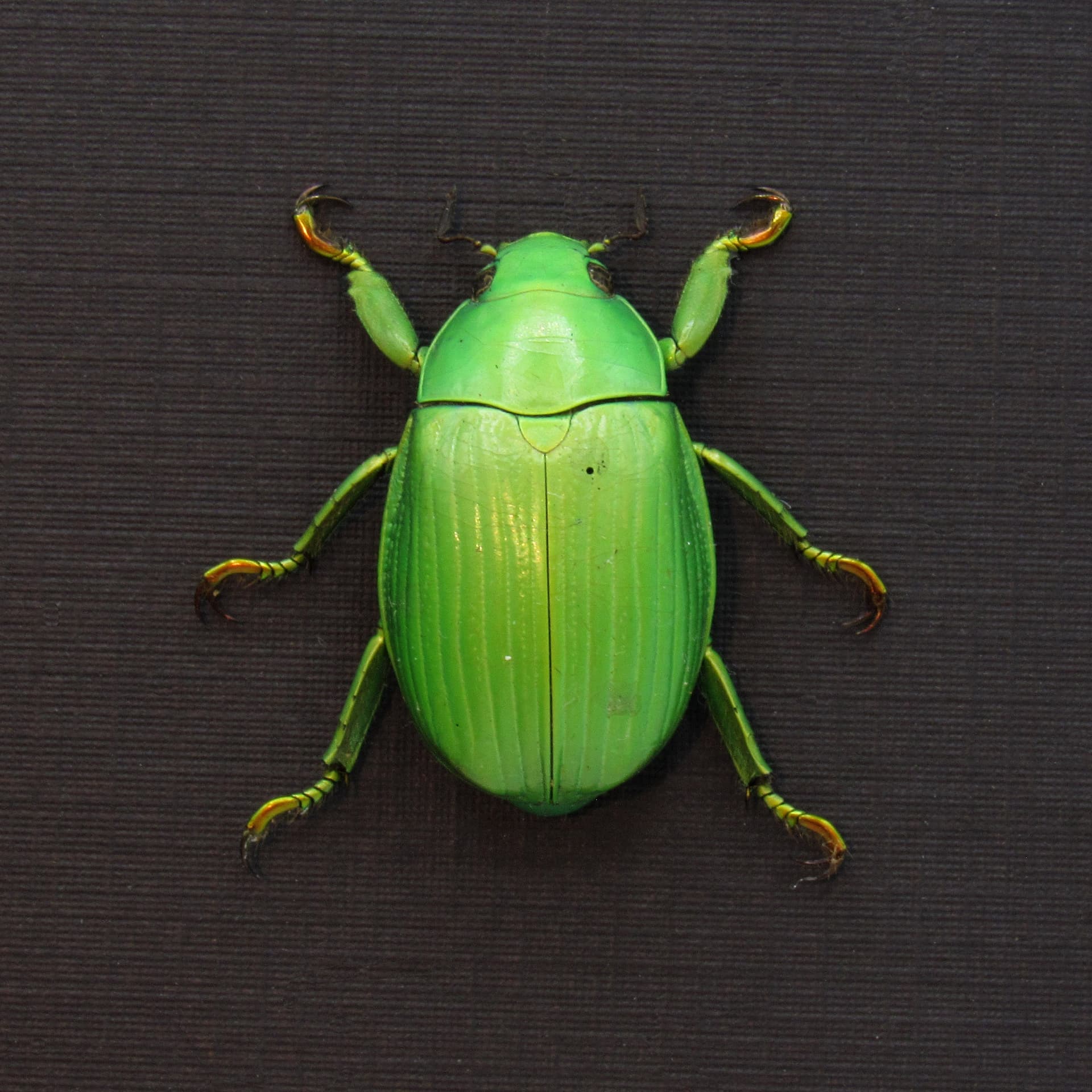 Real green Jewel Scarab beetle framed taxidermy - Chrysina alphabarrerai