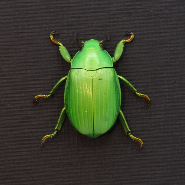 Real green Jewel Scarab beetle framed taxidermy - Chrysina alphabarrerai