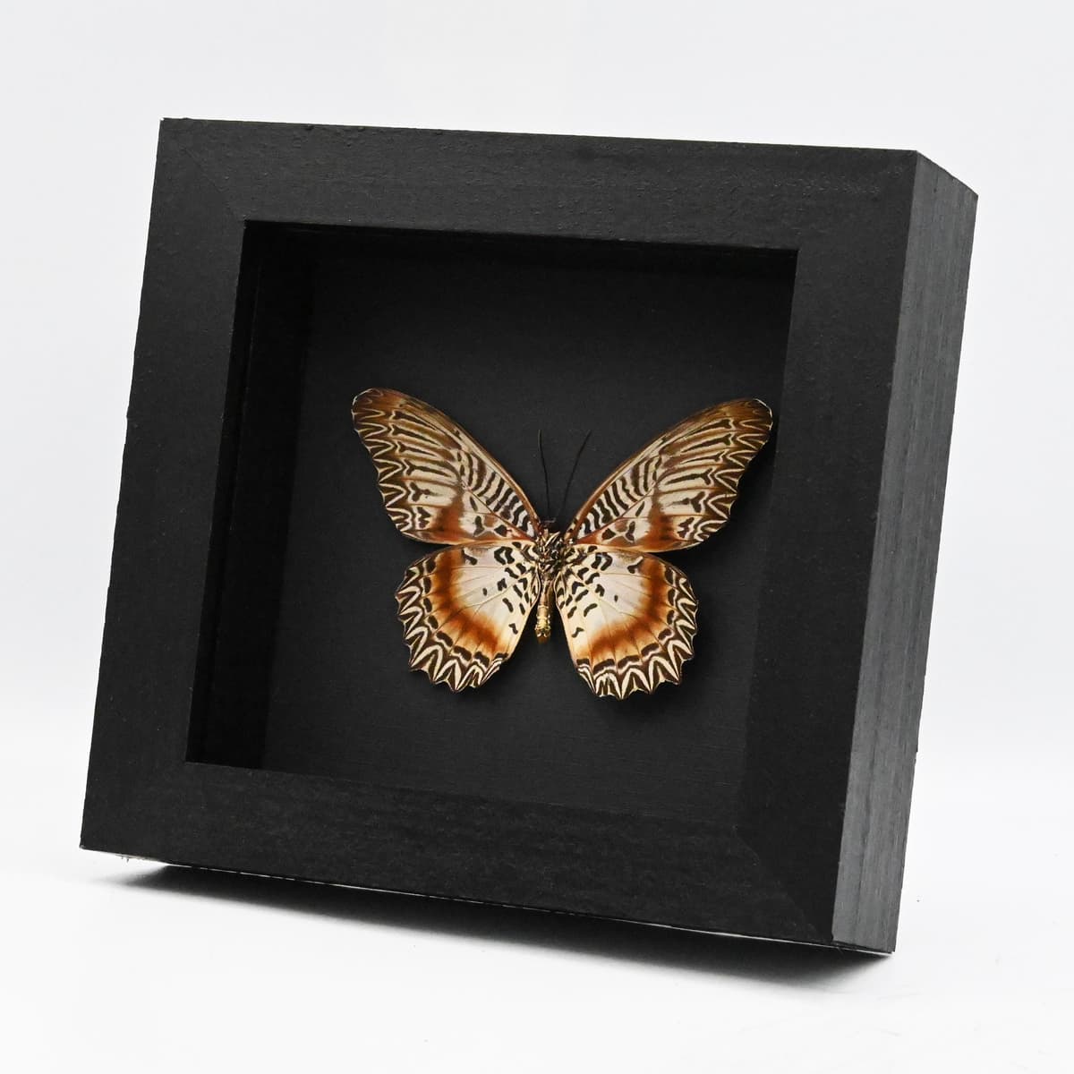 Real Violet Lacewing butterfly framed taxidermy - Cethosia myrina sarnada - large female