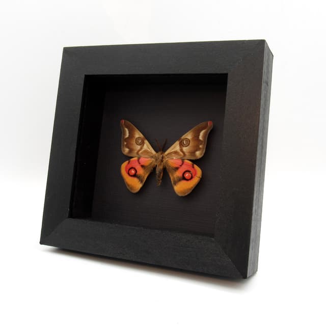 Very rare real pink Saturn moth framed taxidermy - Polythysana cinerascens - minor damage