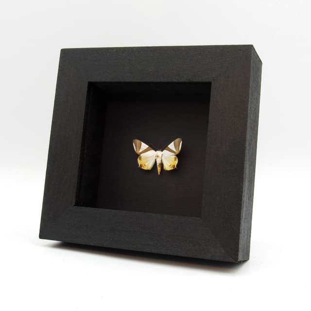 Real Erebid moth framed taxidermy - Eulepidotis electa