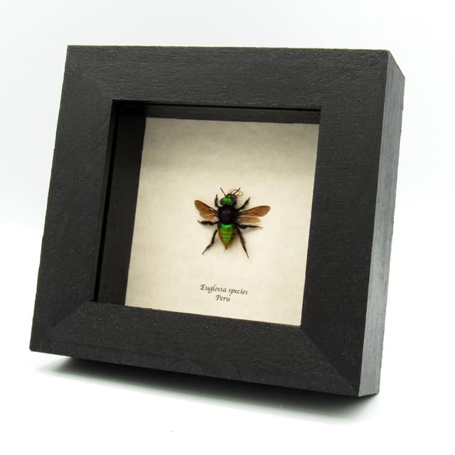 Rare XL green metallic Orchid Bee framed taxidermy - Euglossa species