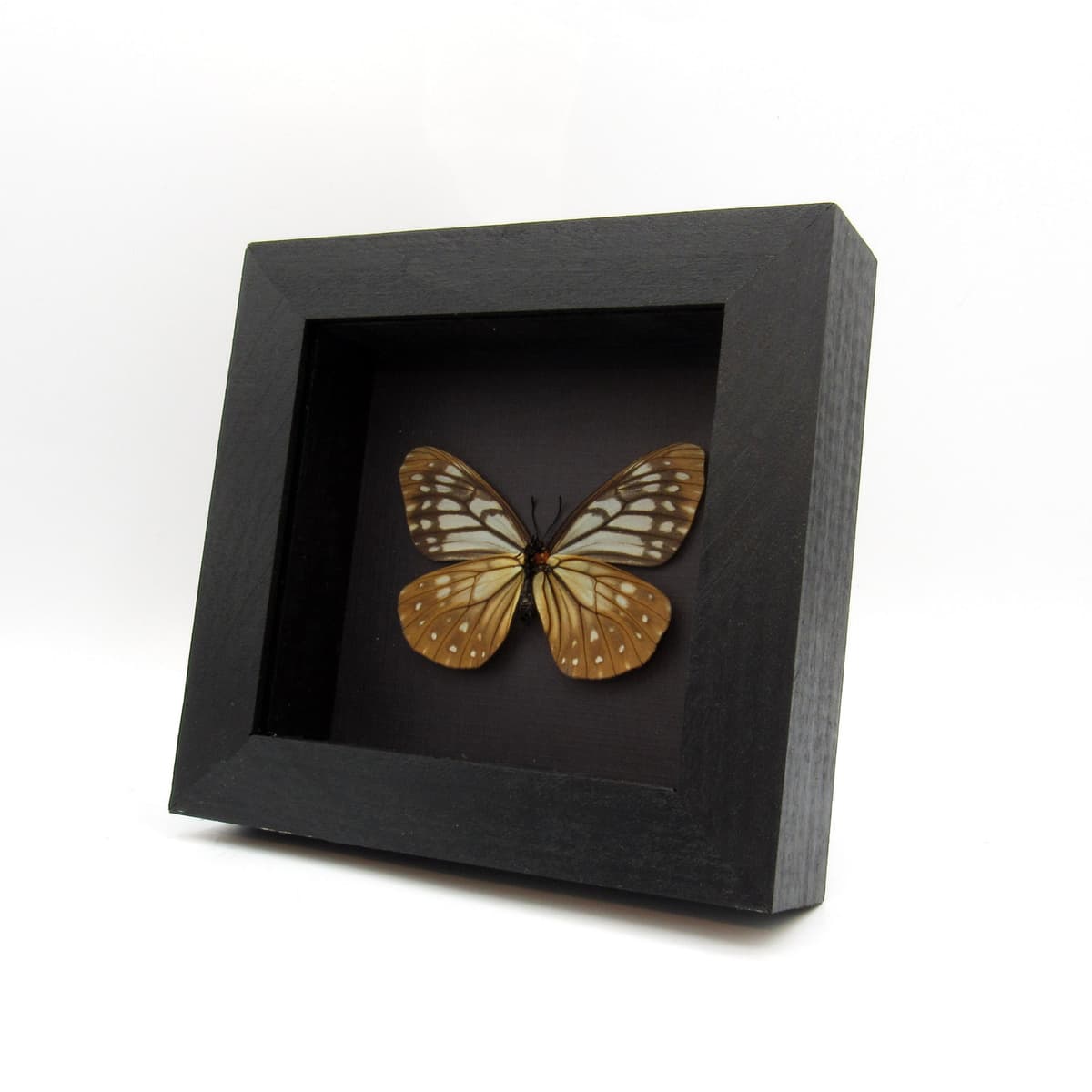 Real Freak butterfly framed taxidermy - Calinaga buddha