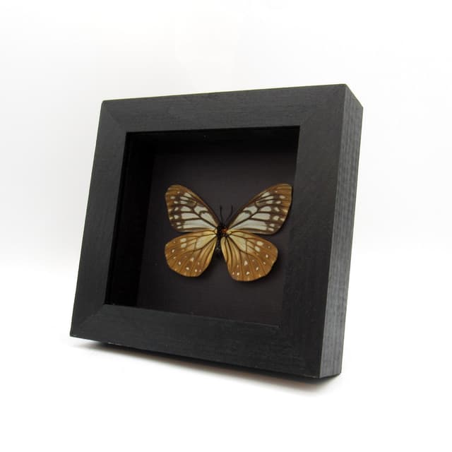 Real Freak butterfly framed taxidermy - Calinaga buddha