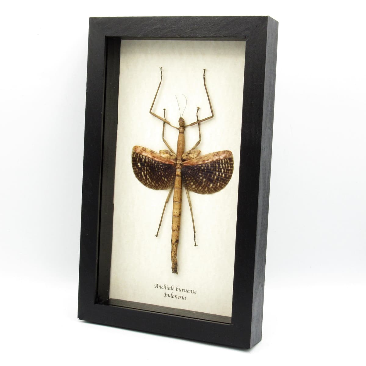 Real Giant Walking Stick Bug framed taxidermy - Anchiale buruense - female