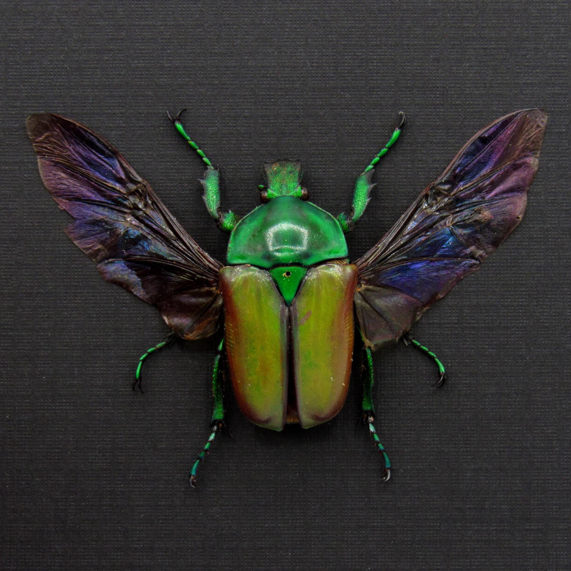 Real green Scarab beetle framed taxidermy - Neptunides polychrous - female