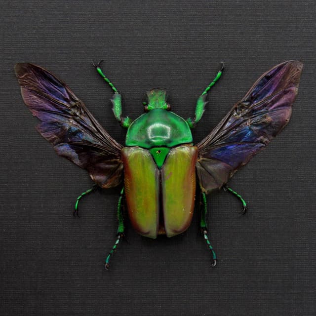 Real green Scarab beetle framed taxidermy - Neptunides polychrous - female