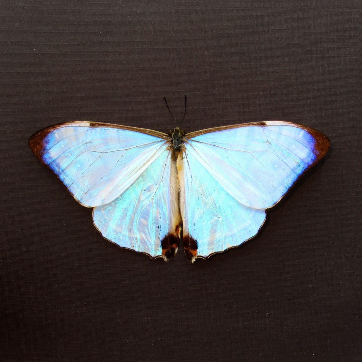 Real Pearl Morpho framed butterfly taxidermy - Morpho sulkowskyi - Victorian mount
