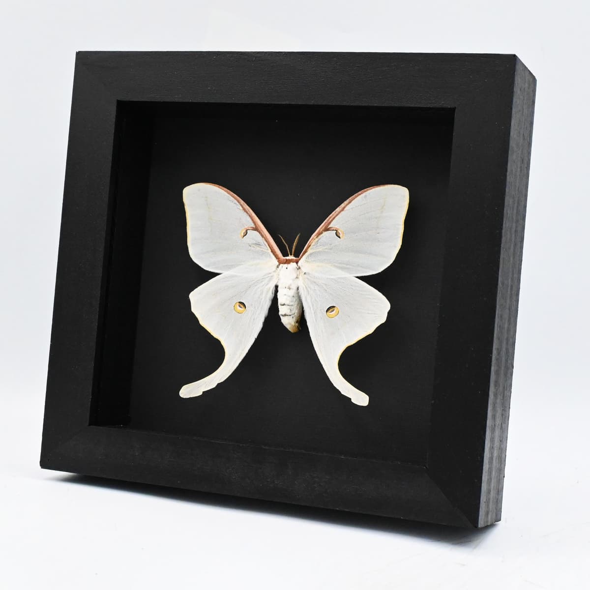 Real very large Luna Moon moth framed taxidermy - Actias luna - female