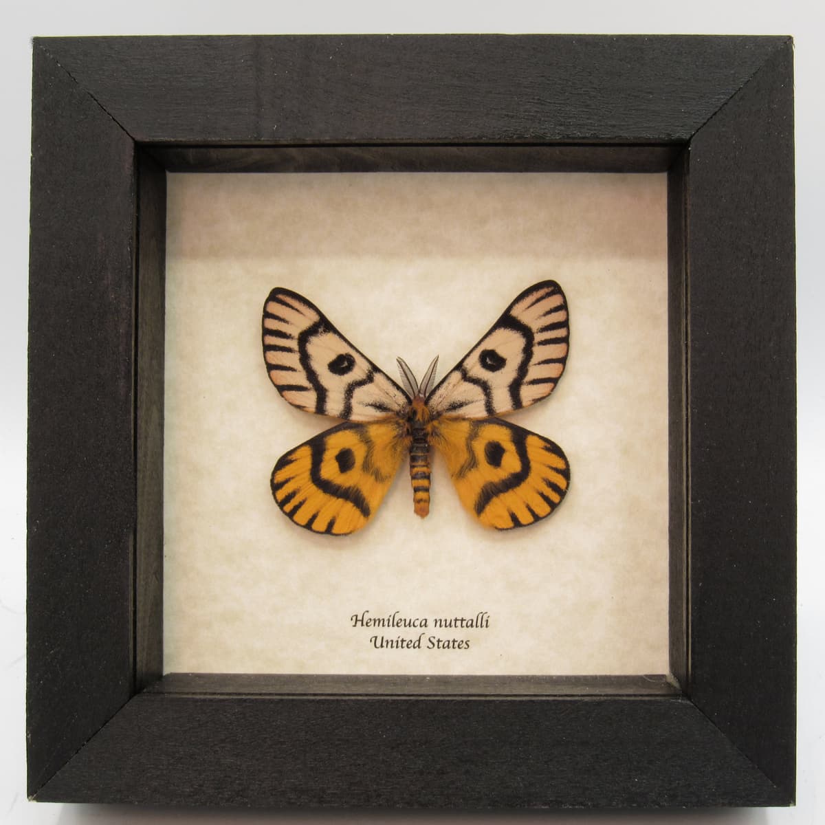 Real rare Sheep moth framed taxidermy - Hemileuca nuttalli