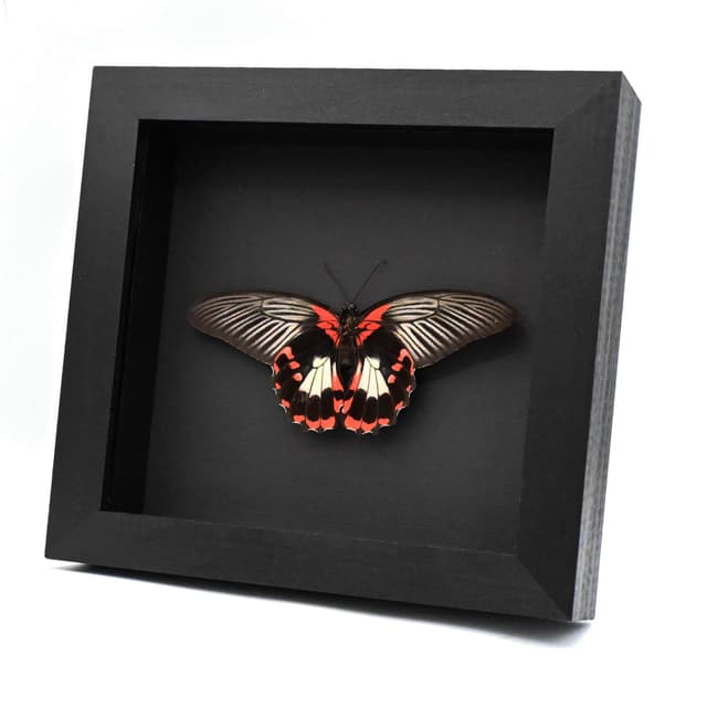 Large red Swallowtail butterfly framed taxidermy - Papilio rumanzovia - female - Victorian mount