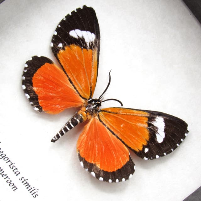 Real red day flying moth framed taxidermy - Phaegorista similis