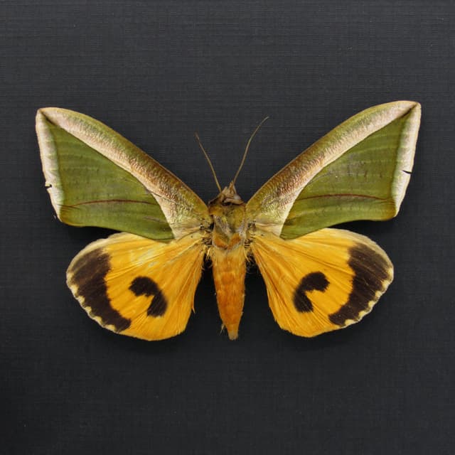 Real Leaf mimic fruit piercing moth framed taxidermy - Eudocima species