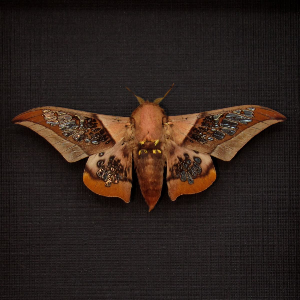 Rare Clear Wing Saturn moth framed taxidermy - Neocarnegia basirei - Victorian mount