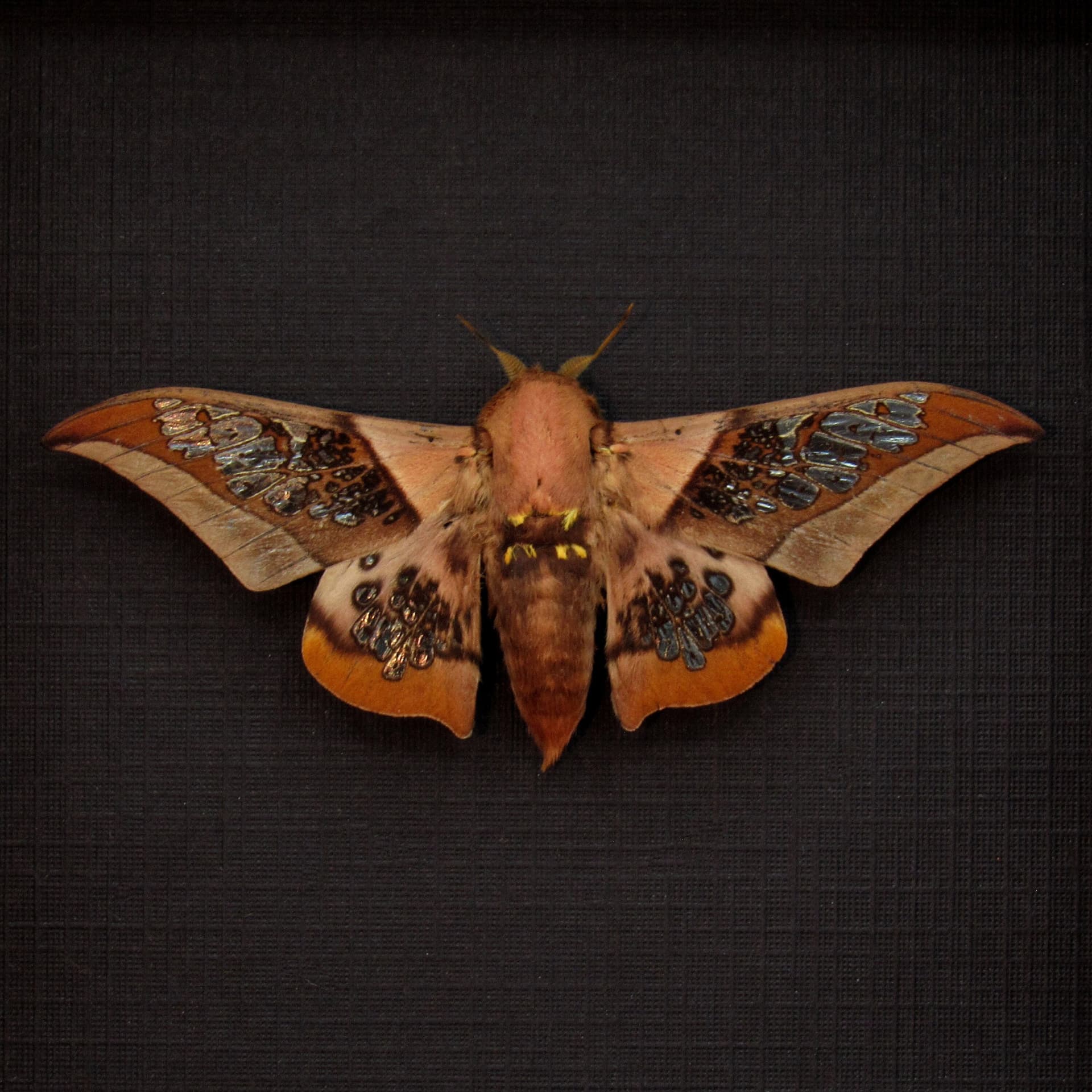Rare Clear Wing Saturn moth framed taxidermy - Neocarnegia basirei - Victorian mount
