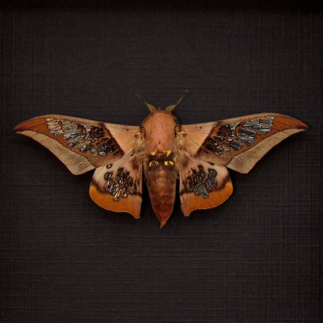 Rare Clear Wing Saturn moth framed taxidermy - Neocarnegia basirei - Victorian mount