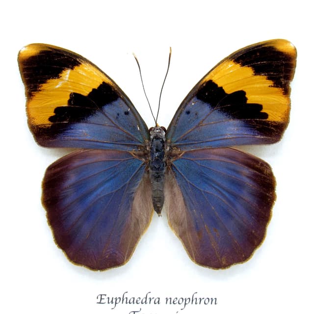 Real blue Forester butterfly framed taxidermy - Euphaedra neophron - large female