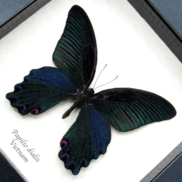 Real Giant Peacock Swallowtail butterfly framed taxidermy - Papilio dialis