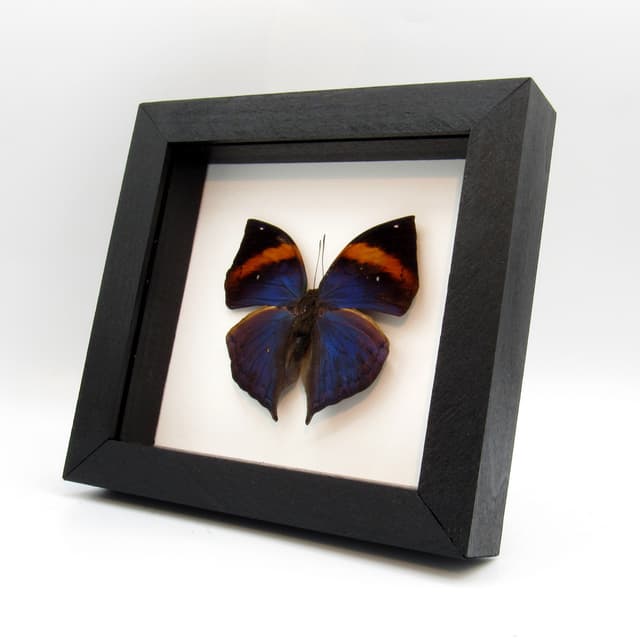 Rare Blue Leaf butterfly taxidermy - Kallima limborgii