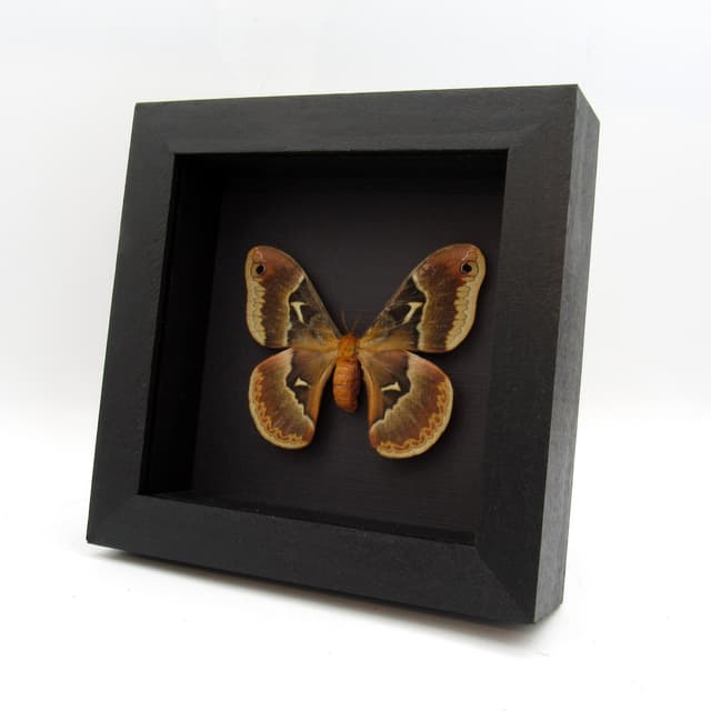Real Tuliptree Silkmoth framed taxidermy - Callosamia angulifera - female