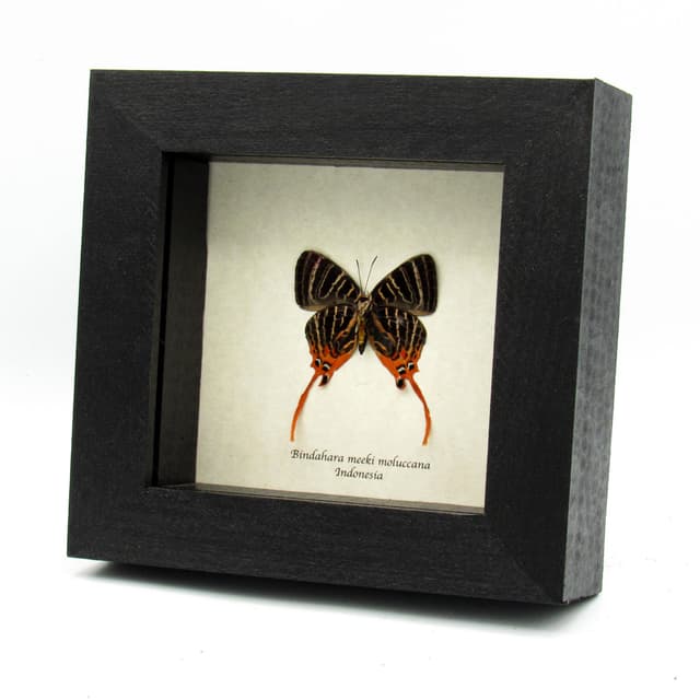 Rare long tailed orange Hairstreak butterfly framed specimen - Bindahara meeki moluccana